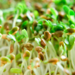 Sprouts tied to outbreak in Minnesota, Wisconsin and possibly other states