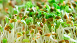Sprouts tied to outbreak in Minnesota, Wisconsin and possibly other states