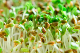 Sprouts tied to outbreak in Minnesota, Wisconsin and possibly other states
