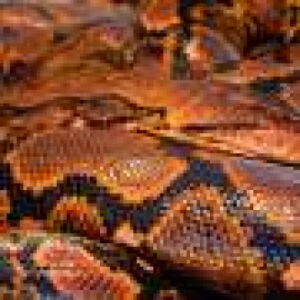 Pioneering cancer treatment saves python named Jodie Foster: UK zoo