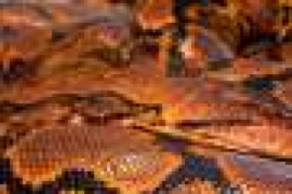 Pioneering cancer treatment saves python named Jodie Foster: UK zoo