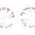 Seeing the unseen: A new tool visualizes hidden structures in complex biological data