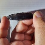 Oddly etched Neolithic arrowheads baffle archaeologists in Turkey