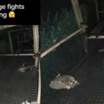 Baby raccoon wrestling shenanigans caught on wildlife center camera