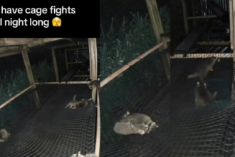 Baby raccoon wrestling shenanigans caught on wildlife center camera