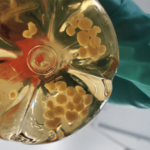 The Remarkable Lives of 5-Year-Old Brain Organoids