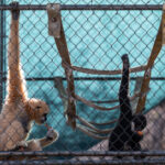 How a sanctuary outside LA has cared for rare, endangered gibbons for a half-century