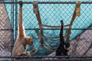 How a sanctuary outside LA has cared for rare, endangered gibbons for a half-century
