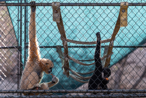 How a sanctuary outside LA has cared for rare, endangered gibbons for a half-century