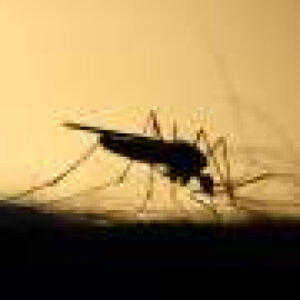Scientists highlight essential role of mosquito control to tackle increase in mosquito-borne diseases in Europe