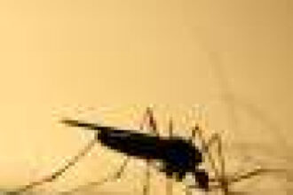 Scientists highlight essential role of mosquito control to tackle increase in mosquito-borne diseases in Europe