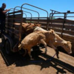 U.S. to allow limited livestock imports from Mexico as outbreak from flesh-eating screwworm parasite eases, but total eradication will take time