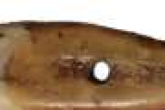 A museum-shelf mystery reveals 6,500-year-old human tooth pendant in Serbia