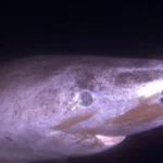 This shark can live 400 years. Its eyes barely seem to age