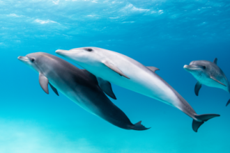 Do other animals call each other by name?