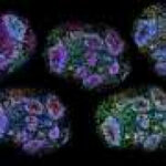 Oldest human brain cells grown in lab ‘recorded passage of time’