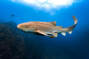 What Shark DNA Can Teach Us About The Biology Of Aging