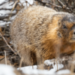 Vote for your favorite chonky rodent during Fat Marmot Week