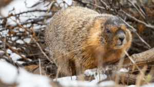 Vote for your favorite chonky rodent during Fat Marmot Week