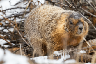Vote for your favorite chonky rodent during Fat Marmot Week