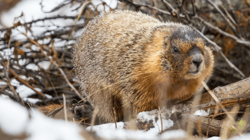 Vote for your favorite chonky rodent during Fat Marmot Week