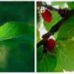 Mulberry leaves and fruit may influence gut bacteria linked to metabolism
