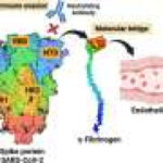 Blood-clotting protein may be SARS-CoV-2’s hidden accomplice, helping it hide from antibodies and reach blood vessels