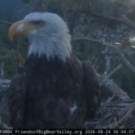 Kaydee the bald eagle visits Shadow’s nest with a feather in her nostril