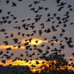 Over 200 million migratory birds are hitting the sky this week