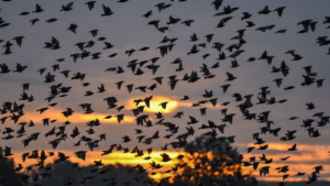 Over 200 million migratory birds are hitting the sky this week