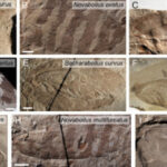 Scientists Reconstruct Sound of Jurassic Insects