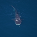 Over 2,000 animals spotted off the coast of Cape Cod