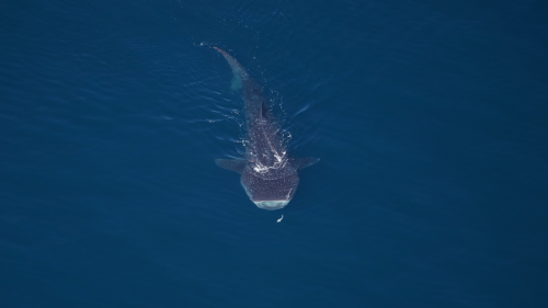 Over 2,000 animals spotted off the coast of Cape Cod