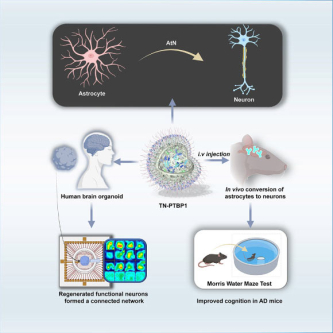 Nanoparticle Therapy Reverses Alzheimer’s Progression in Mice
