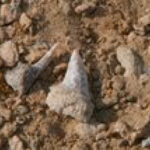 Shark Graveyard in Egypt Reveals Five Extinct Shark Species From a Colorful Collection of Teeth&nbsp;