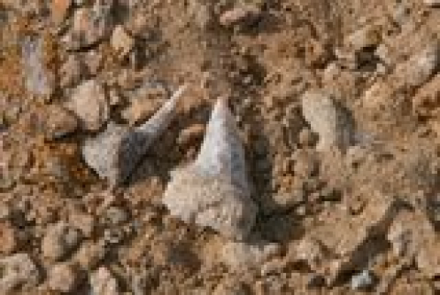 Shark Graveyard in Egypt Reveals Five Extinct Shark Species From a Colorful Collection of Teeth&nbsp;