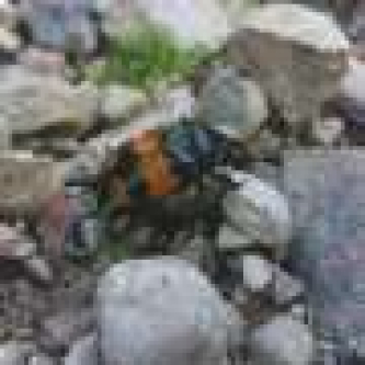 Parental care can influence evolution, beetle experiments show