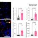 The hidden role of a cell-cycle regulator in senescent cells that don’t divide