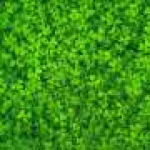 Earlier swathing opens a new pathway for subterranean clover seed harvest