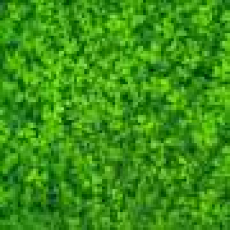 Earlier swathing opens a new pathway for subterranean clover seed harvest