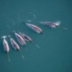 Six Sensor-Wearing Narwhals Dove Where Ships Couldn&rsquo;t and Revealed Warm Water Reaching Greenland&rsquo;s Glaciers