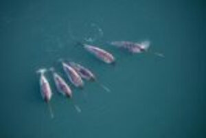 Six Sensor-Wearing Narwhals Dove Where Ships Couldn&rsquo;t and Revealed Warm Water Reaching Greenland&rsquo;s Glaciers