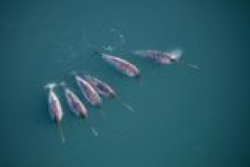 Six Sensor-Wearing Narwhals Dove Where Ships Couldn&rsquo;t and Revealed Warm Water Reaching Greenland&rsquo;s Glaciers