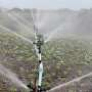 Strategic irrigation stress can lift lucerne seed yield and returns
