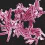 Airborne tuberculosis bacteria may mutate as they dry, revealing a target to curb drug resistance