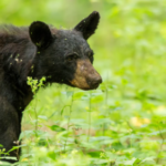 Virginia scientists discover the cues black bears use for hibernation