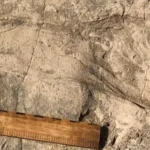 1.4-million-year-old footprints reveal a surprisingly large human relative