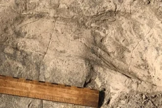 1.4-million-year-old footprints reveal a surprisingly large human relative