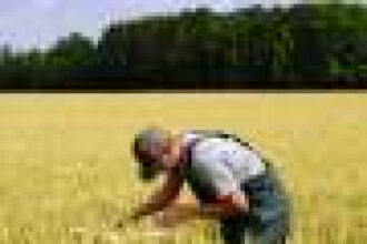 Using data to help wheat growers adapt to unpredictable weather