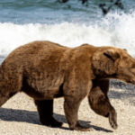 History-making mother bear could be big Fat Bear Week 2026 contender